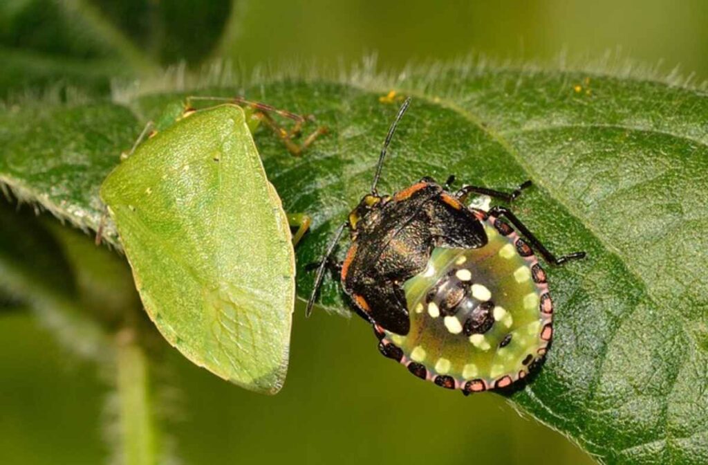 How to Get Rid of Bed Bugs