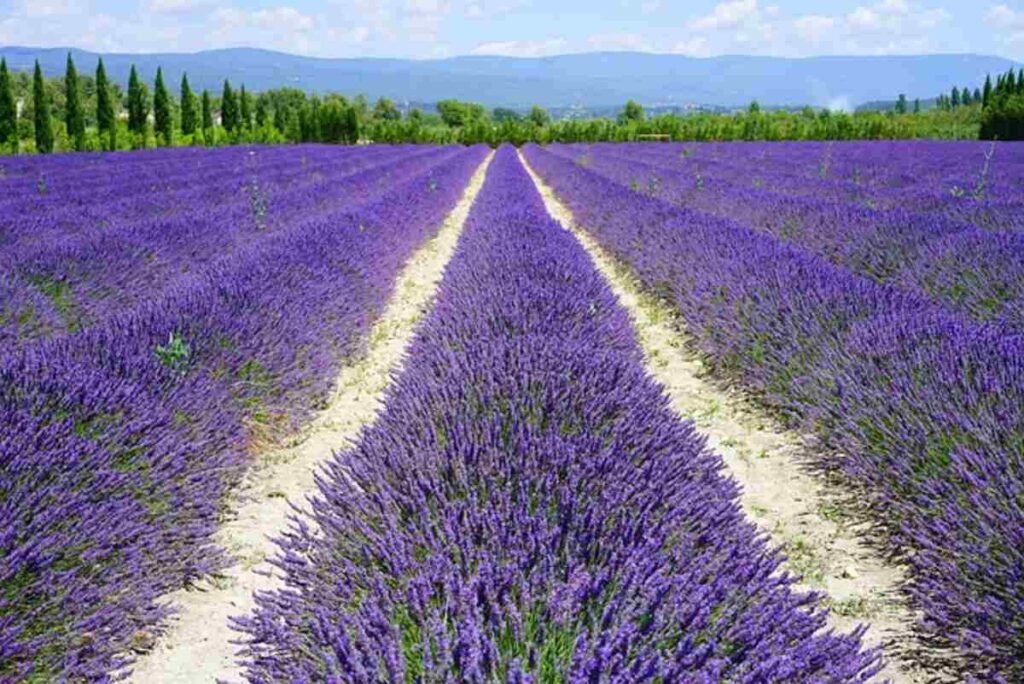 How to Grow Flowering Herbs
