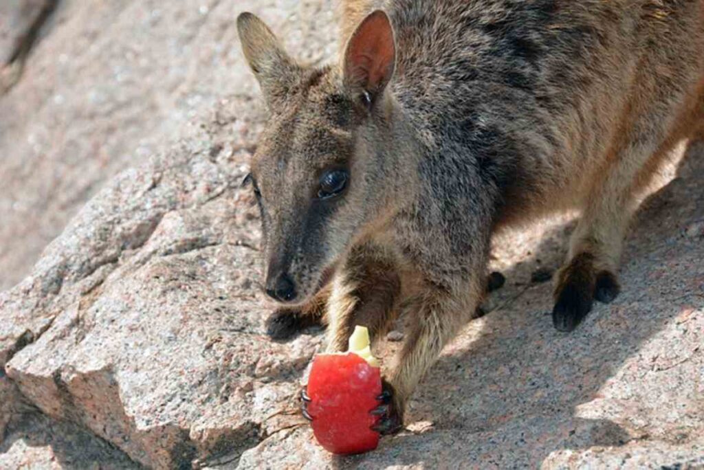 How to Find a Place to Live in Australia