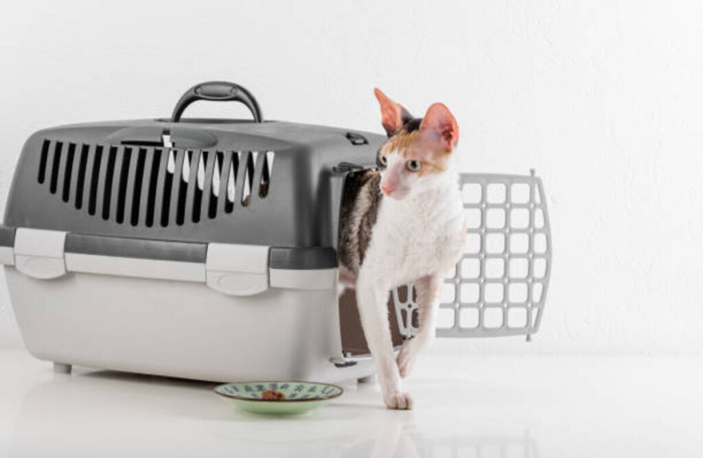 Choosing a Litter Box for Travel