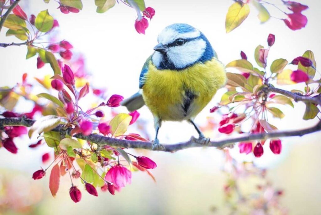 Spring