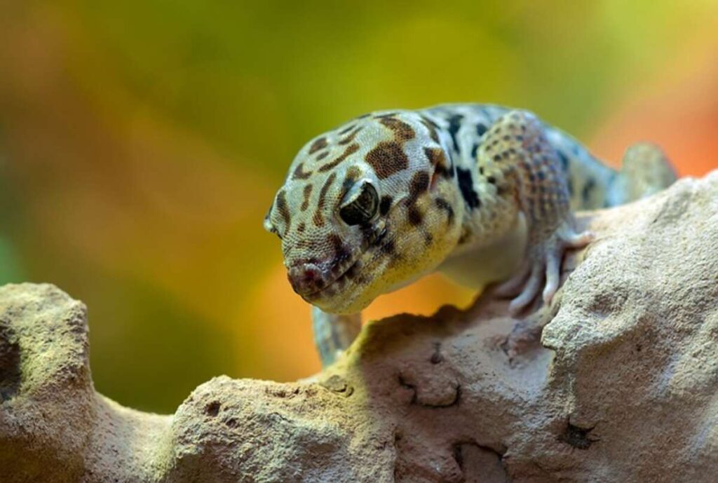 Geckos for sale