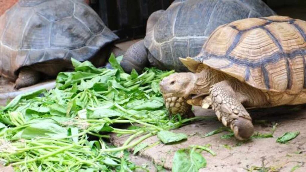 Do Fish Eat Turtles?