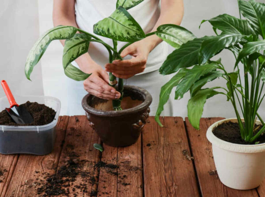 Philodendron Micans Care