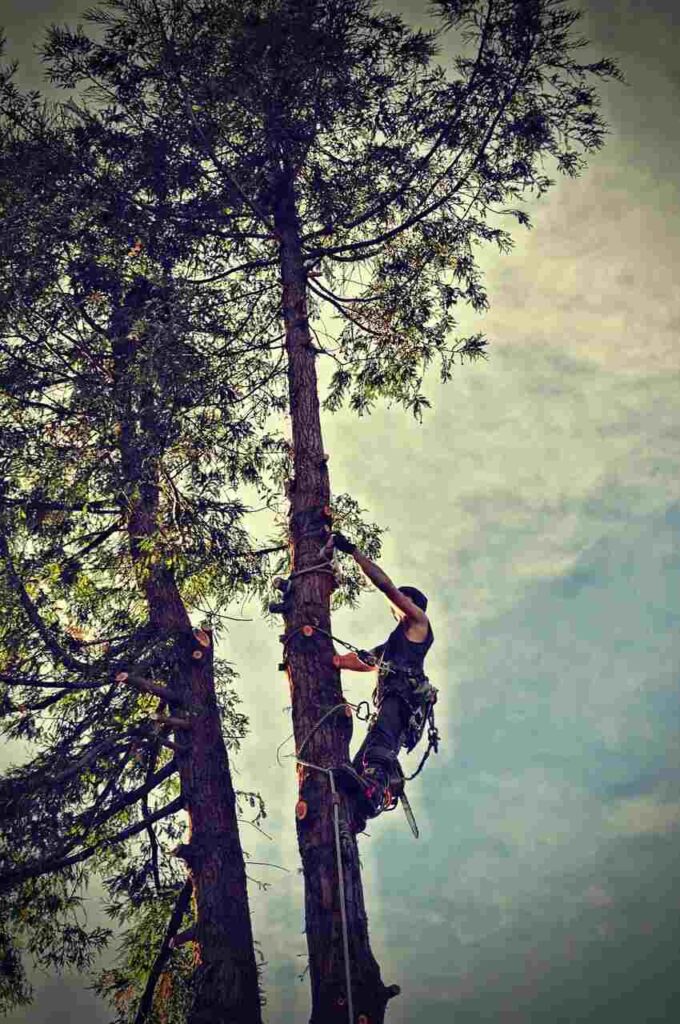 tree removal santa clara