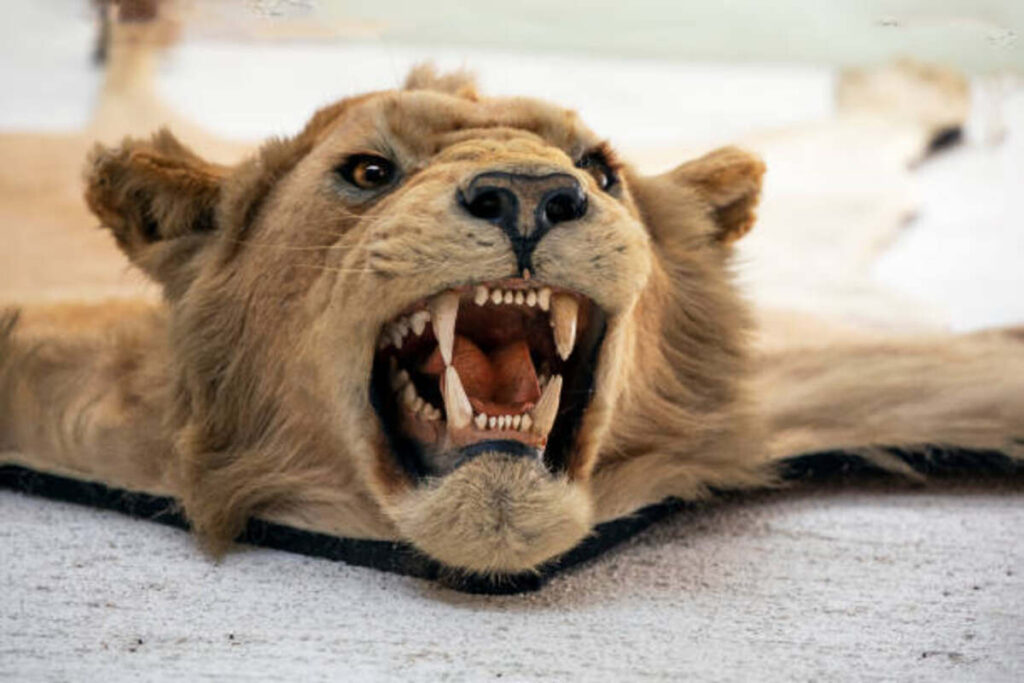 Legal Considerations for Taxidermy Lion Ownership