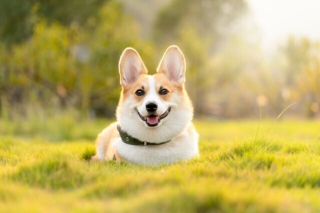 weight gainer for dogs